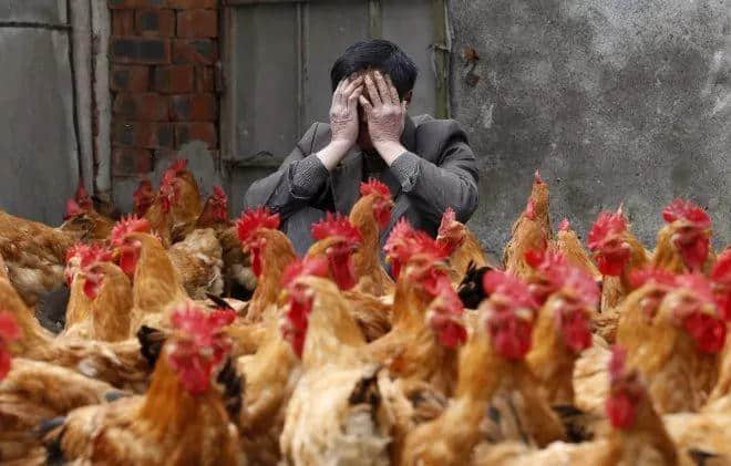 没有一只鸡能活着走出广州