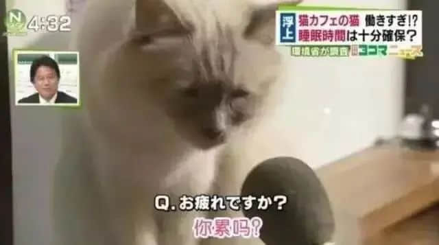 在广州享受着997福报的阿猫阿狗：治愈还是致郁？