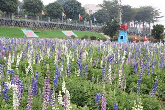 离广佛最近的高山花海,情人节男朋友不带你去就分手吧 离广佛最近的高山花海,情人节男朋友不带你去就分手吧