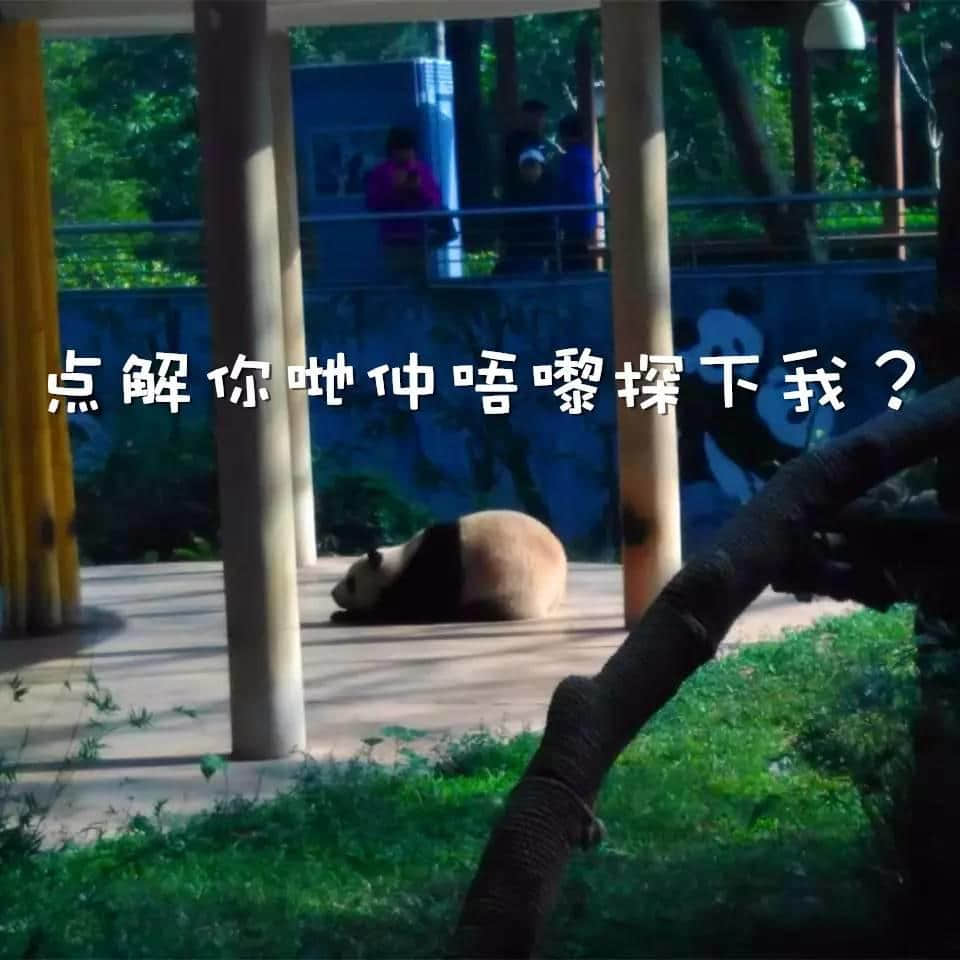 广州动物园猴山要拆，你会唔会返去睇下你啲老友？