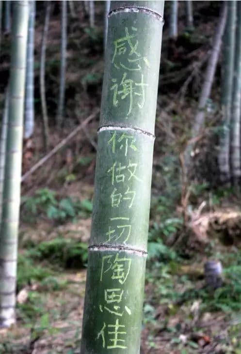 卖完空气出刻字林,广东清远骑呢景区仲有乜做唔到? 卖完空气出刻字林,广东清远骑呢景区仲有乜做唔到?