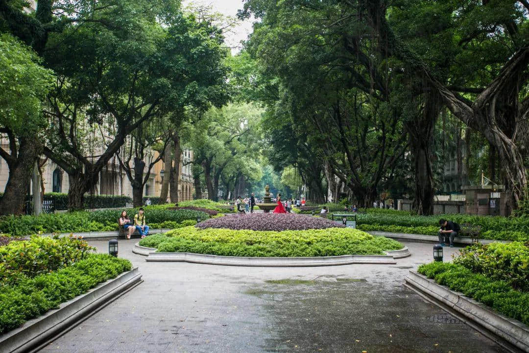 广州再多高楼，都不如小时候嘅榕树头