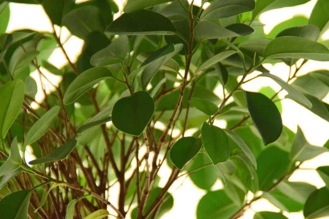 广州再多高楼,都不如小时候嘅榕树头 广州再多高楼,都不如小时候嘅榕树头