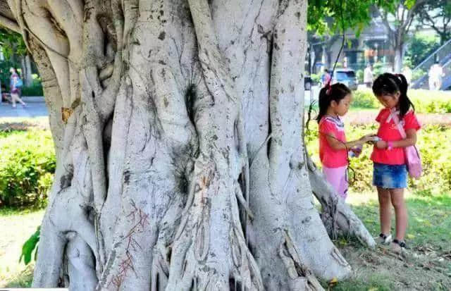 广州再多高楼，都不如小时候嘅榕树头