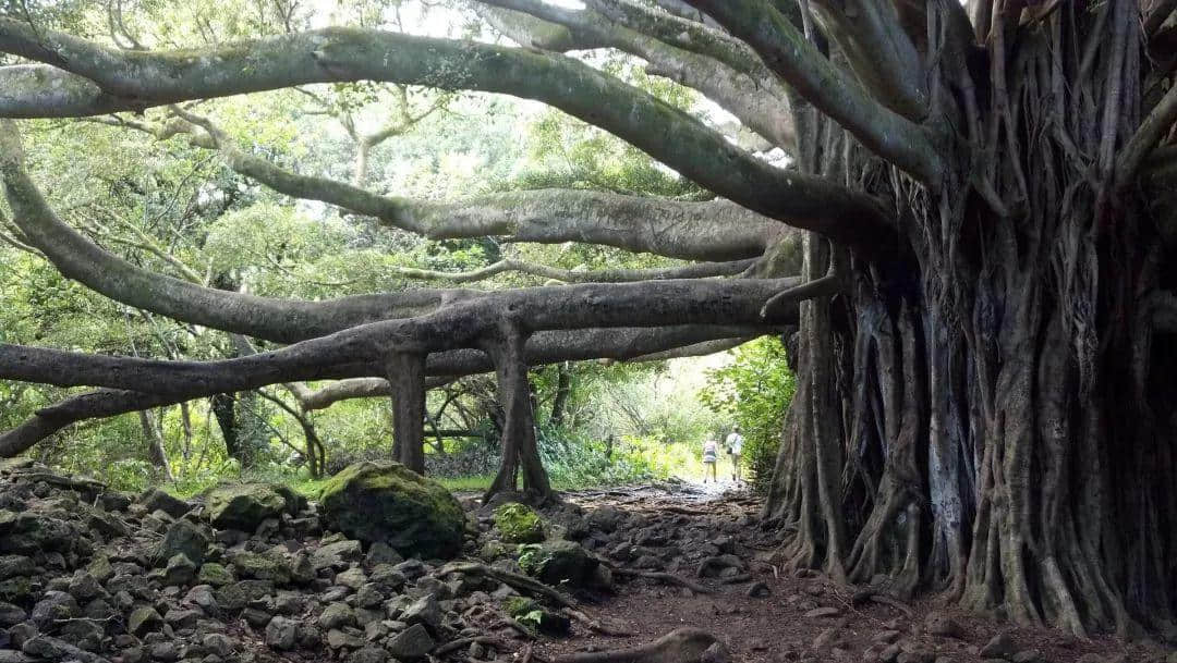 广州再多高楼，都不如小时候嘅榕树头