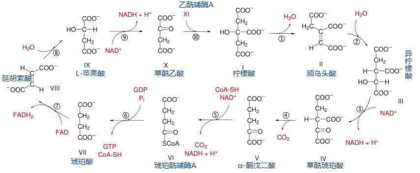 广东臭屁醋：行走的生化武器，流动的液态榴莲