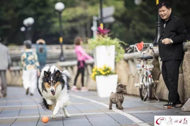 交了十年冤枉钱，广州养犬管理有变更好吗？