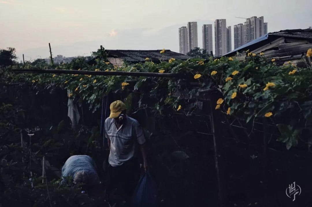 最后的沥滘菜农