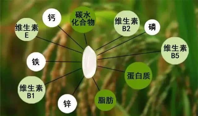 内蒙古味道展览会|草原上那些“相见恨晚”的好物 内蒙古味道展览会|草原上那些“相见恨晚”的好物