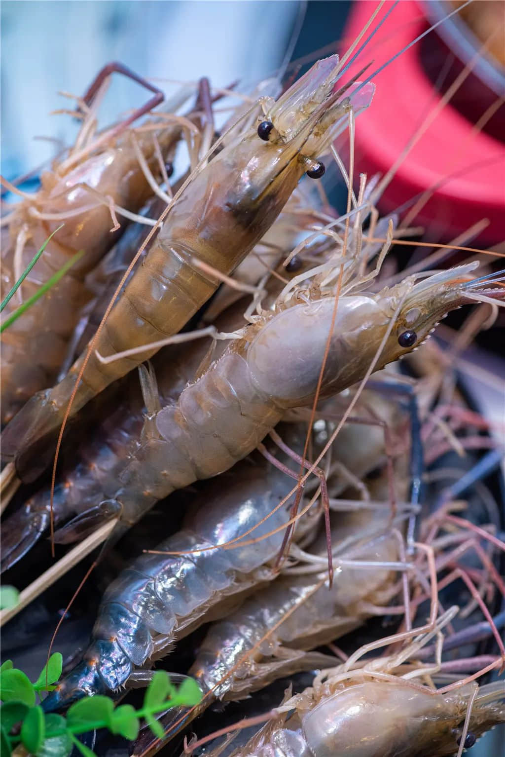 粤剧离不开地道粤语，正如美味不能没有新鲜食材