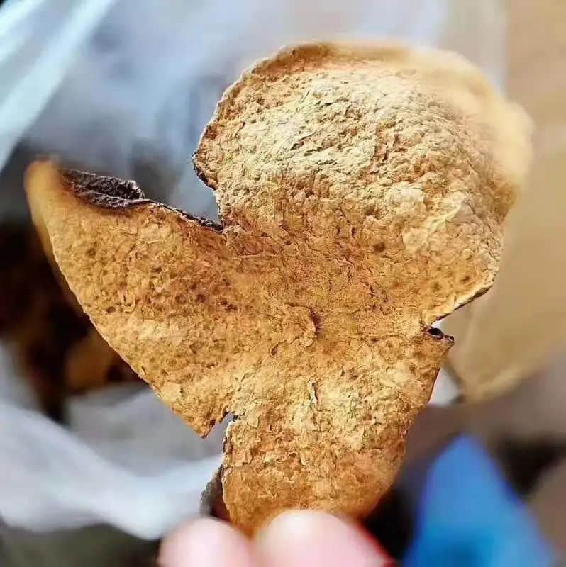 惊蛰,为何身边的蛇虫鼠蚁多了起来? 惊蛰,为何身边的蛇虫鼠蚁多了起来?