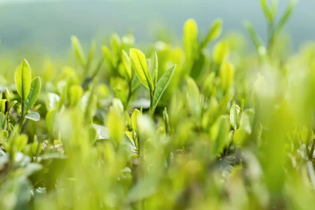 春分，为何朋友圈都在晒立鸡蛋？
