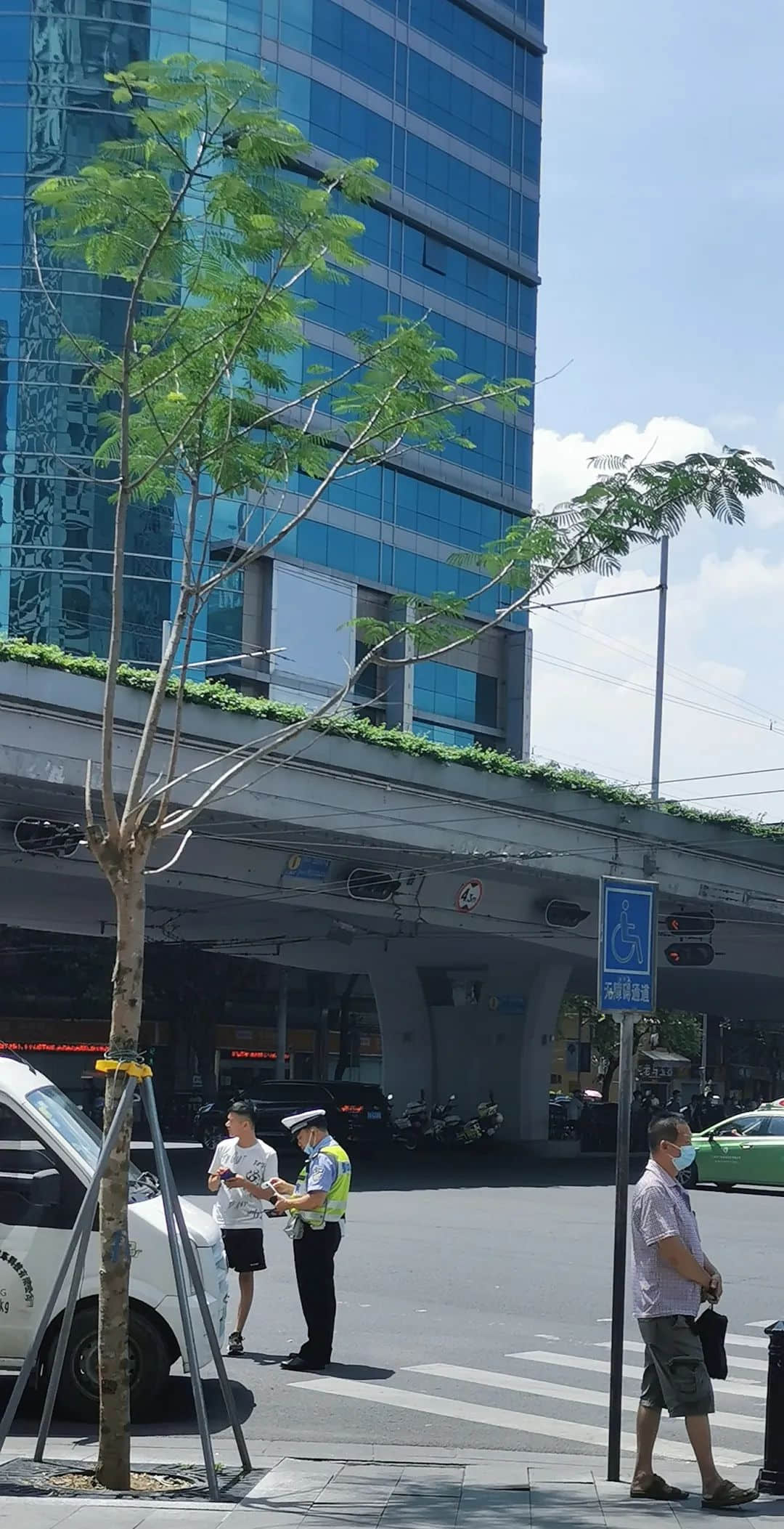 疫情总会消退,但被杀死的榕树却再也回不来 疫情总会消退,但被杀死的榕树却再也回不来