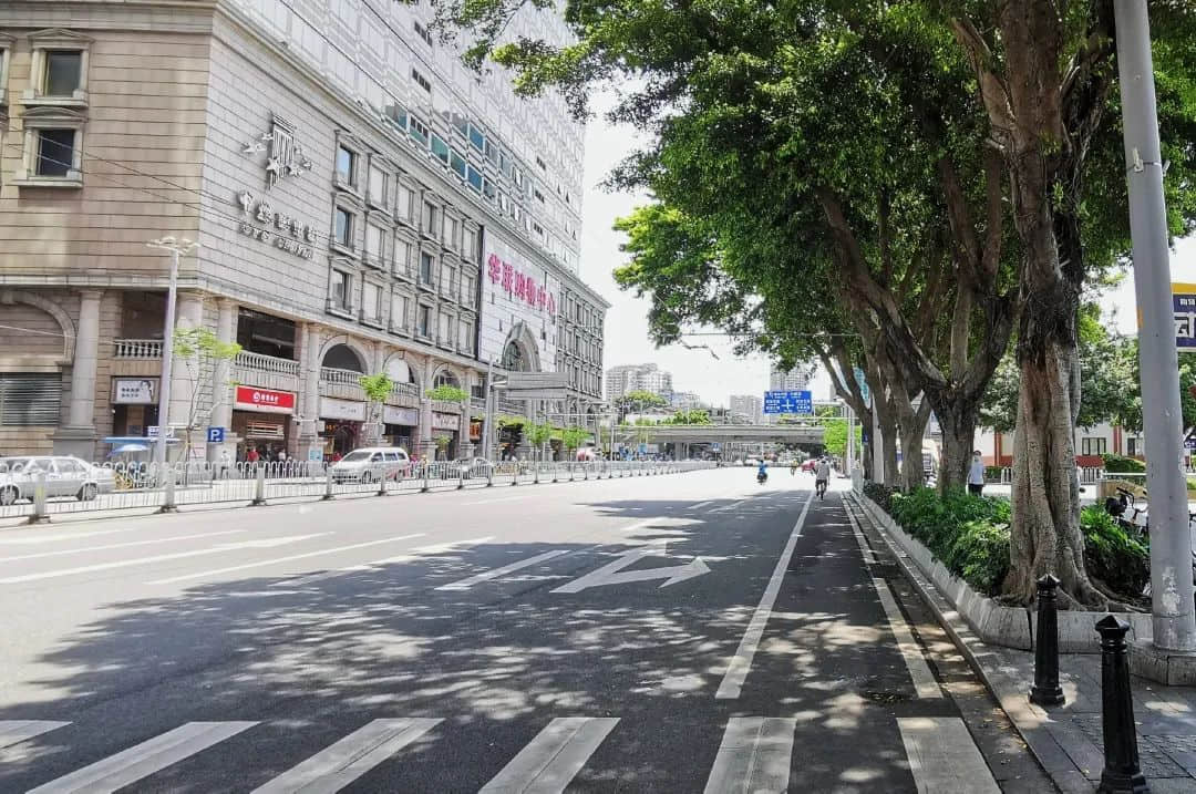 疫情总会消退,但被杀死的榕树却再也回不来 疫情总会消退,但被杀死的榕树却再也回不来