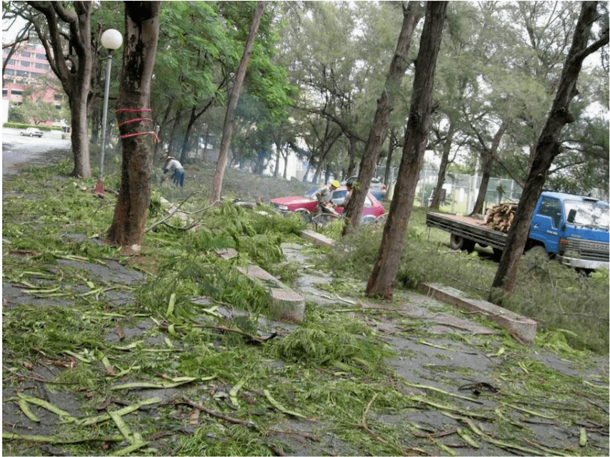 疫情总会消退，但被杀死的榕树却再也回不来