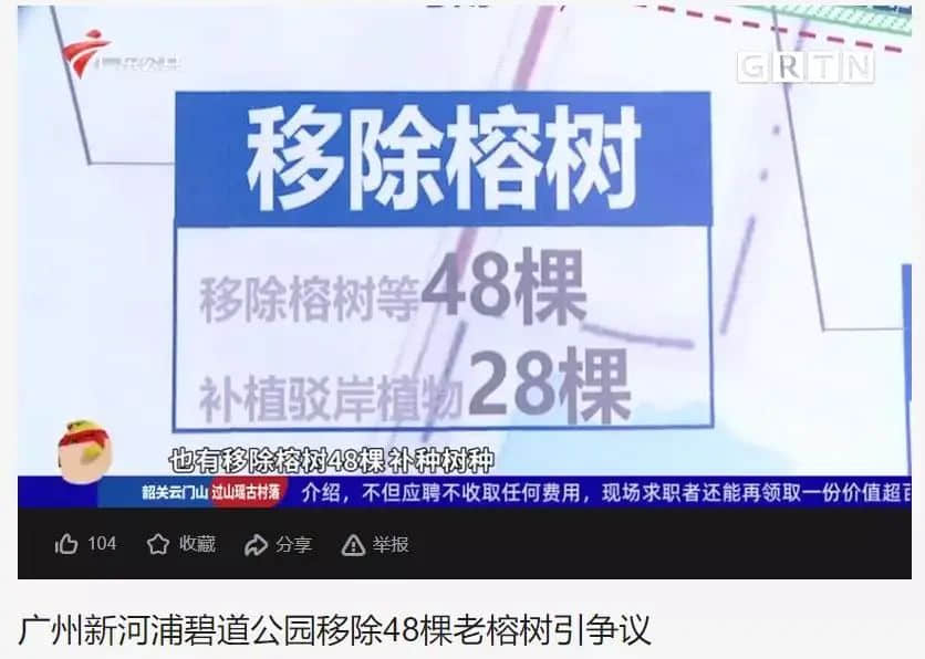 疫情总会消退,但被杀死的榕树却再也回不来 疫情总会消退,但被杀死的榕树却再也回不来