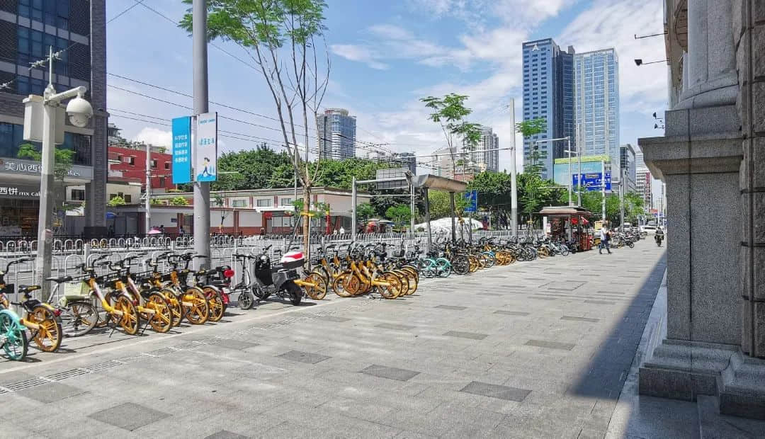 疫情总会消退,但被杀死的榕树却再也回不来 疫情总会消退,但被杀死的榕树却再也回不来