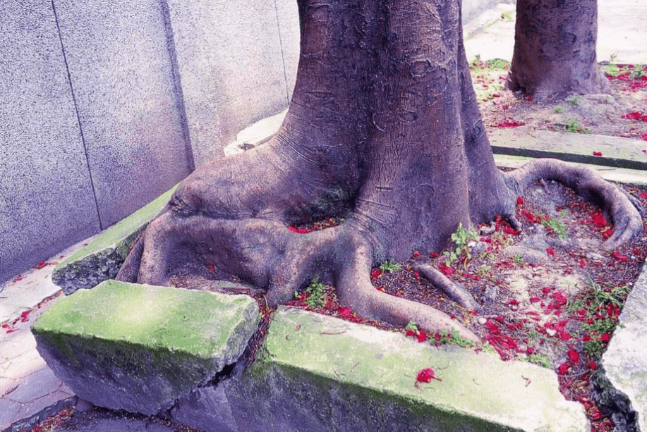 疫情总会消退，但被杀死的榕树却再也回不来