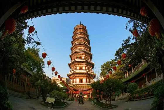 疫情总会消退,但被杀死的榕树却再也回不来 疫情总会消退,但被杀死的榕树却再也回不来