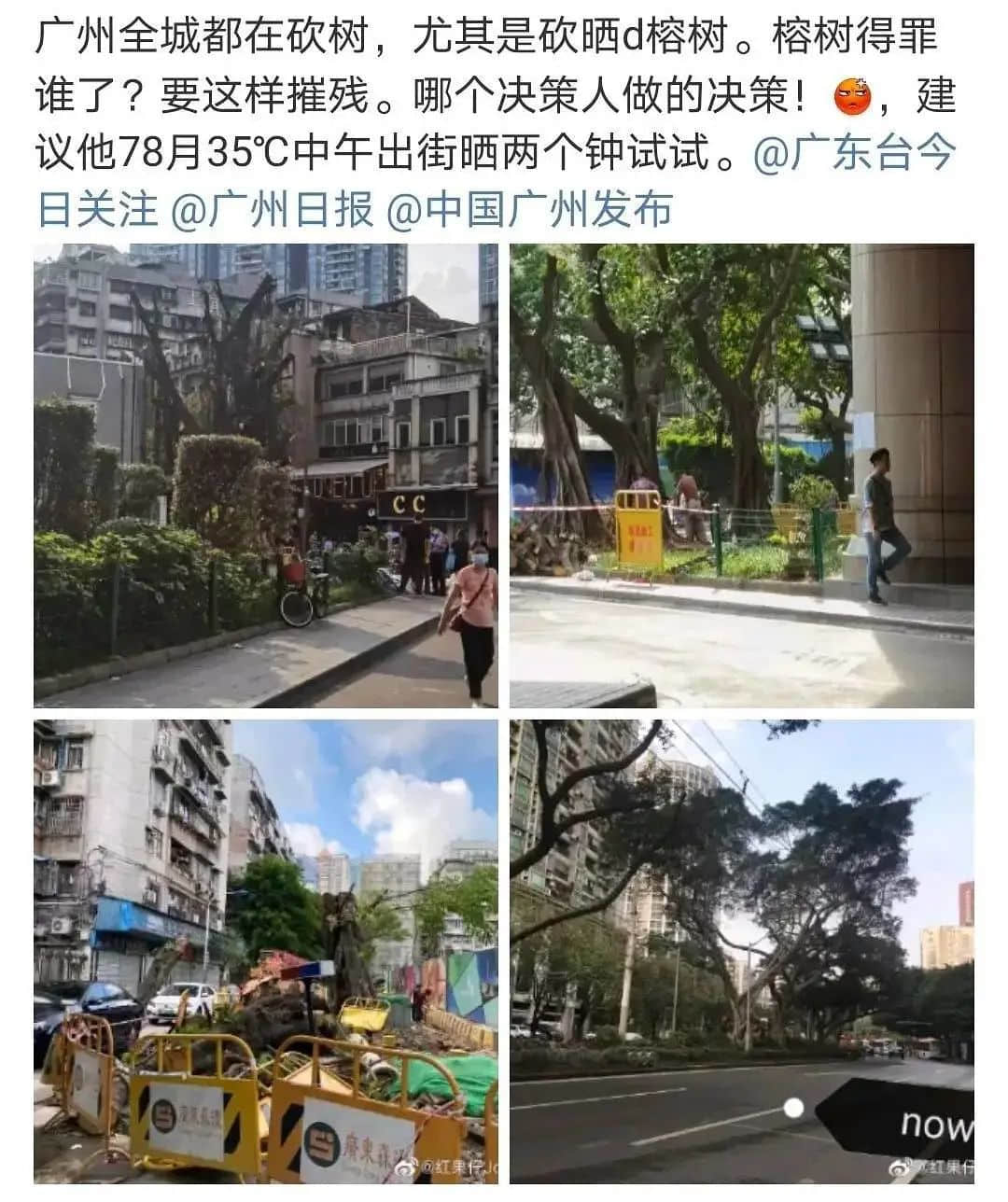 疫情总会消退，但被杀死的榕树却再也回不来