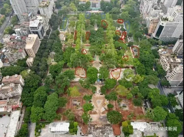 疫情总会消退,但被杀死的榕树却再也回不来 疫情总会消退,但被杀死的榕树却再也回不来