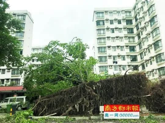 疫情总会消退,但被杀死的榕树却再也回不来 疫情总会消退,但被杀死的榕树却再也回不来