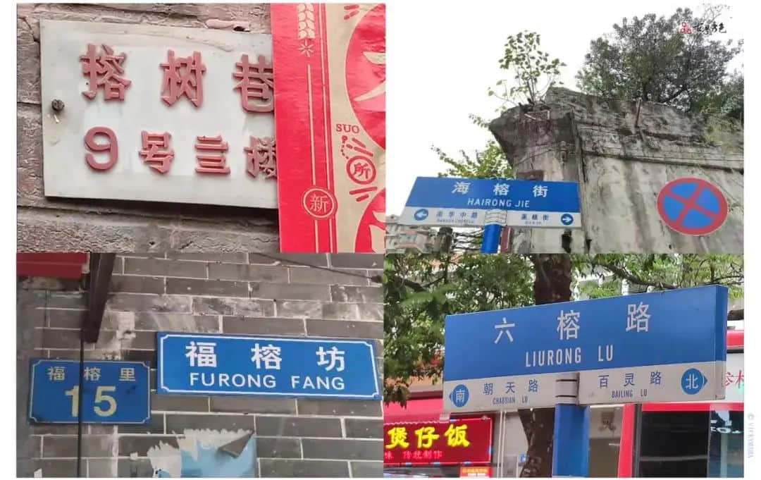 疫情总会消退,但被杀死的榕树却再也回不来 疫情总会消退,但被杀死的榕树却再也回不来