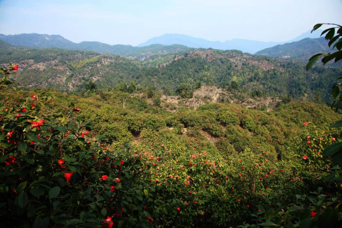 (江西源森油茶科技股份有限公司——红花油茶基地)