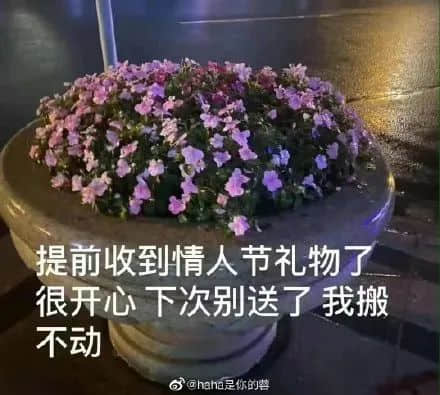 《 2 0 2 2 年 情 人 节 图 鉴 》 《 2 0 2 2 年 情 人 节 图 鉴 》