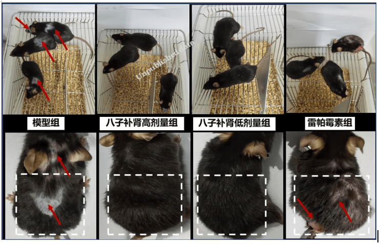 八子补肾可以改善衰老小鼠虚弱指数及外观表型
