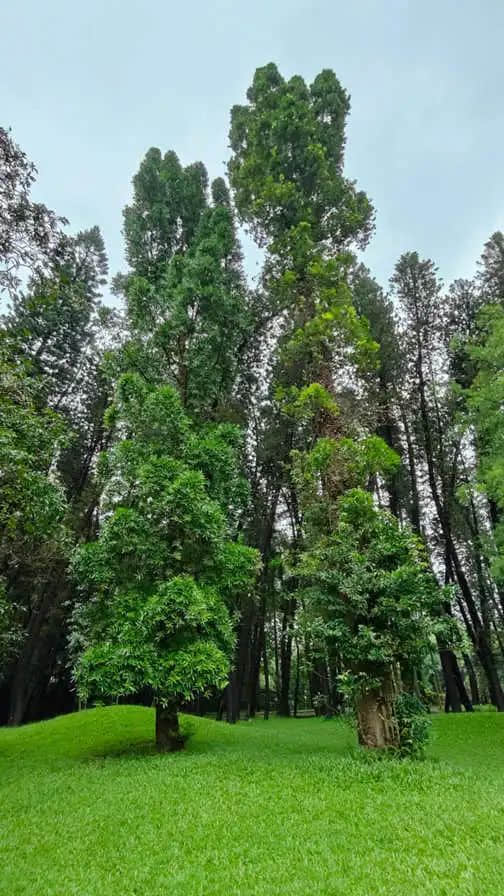 在华南植物园邂逅一位志愿者 || 李健鸿 在华南植物园邂逅一位志愿者 || 李健鸿