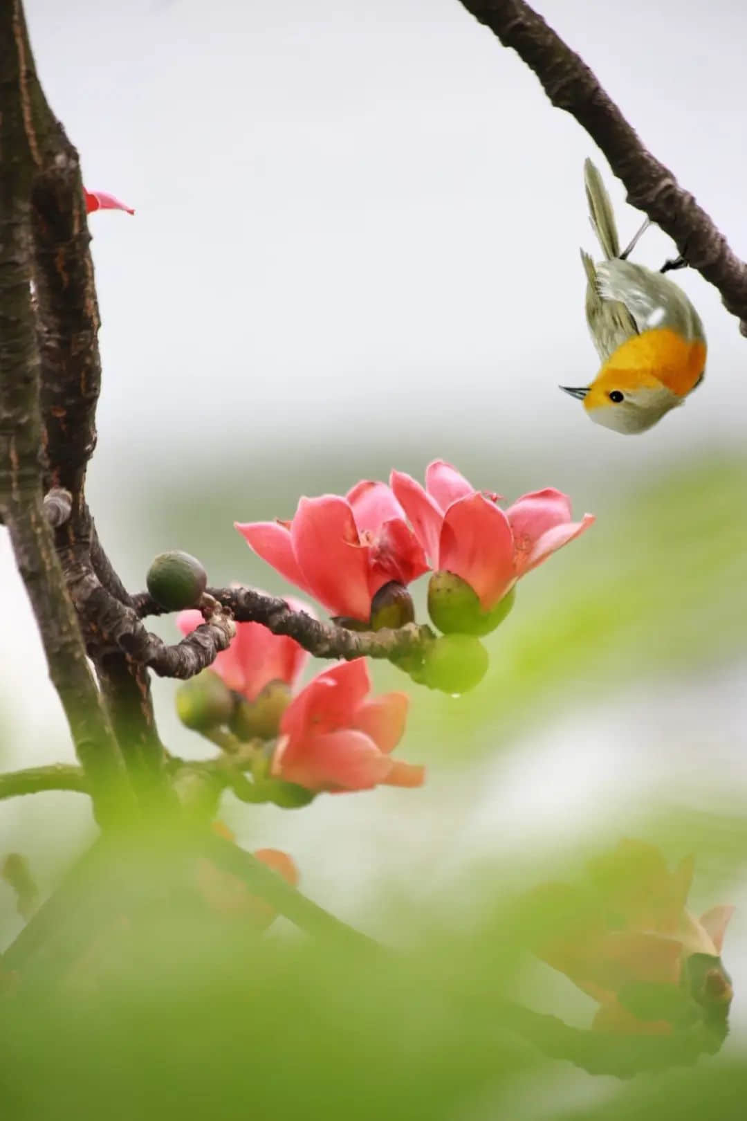 十赞英雄花，钩沉陈恭伊 || 李建辉