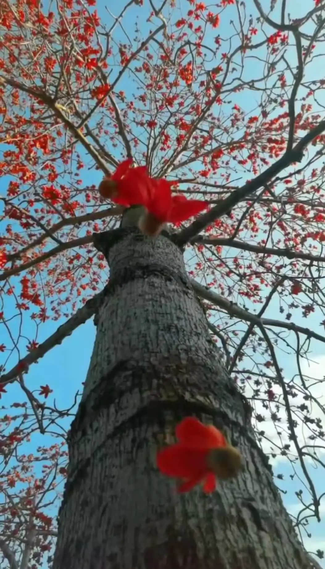 十赞英雄花,钩沉陈恭伊 || 李建辉 十赞英雄花,钩沉陈恭伊 || 李建辉