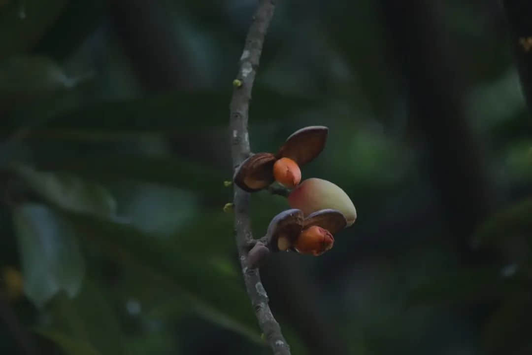 在华南植物园邂逅一位志愿者 || 李健鸿