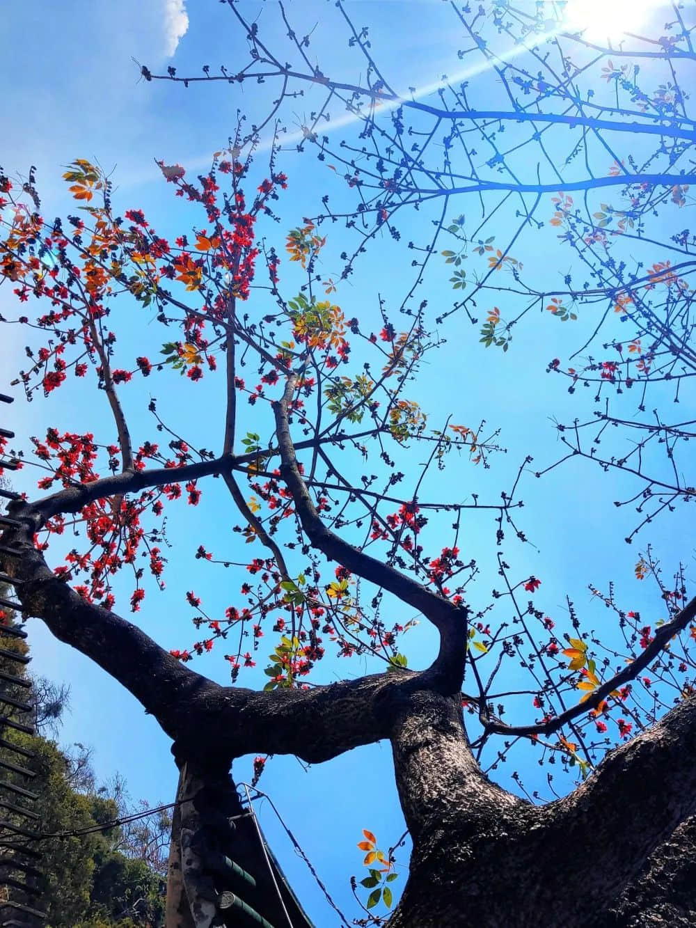 十赞英雄花，钩沉陈恭伊 || 李建辉