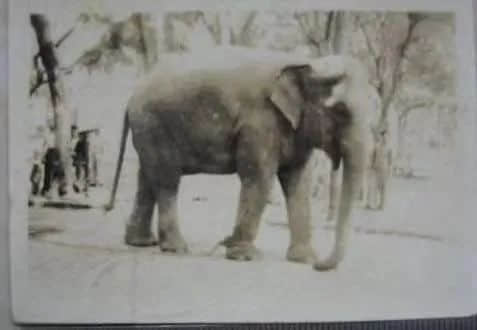 从一张广州大象照片说开去 || 荔人行