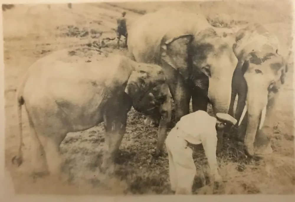 从一张广州大象照片说开去 || 荔人行