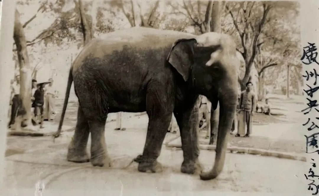 从一张广州大象照片说开去 || 荔人行