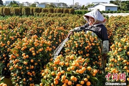 花市有望重开,“羊”城人行花街真系“唔使怕”? 花市有望重开,“羊”城人行花街真系“唔使怕”?