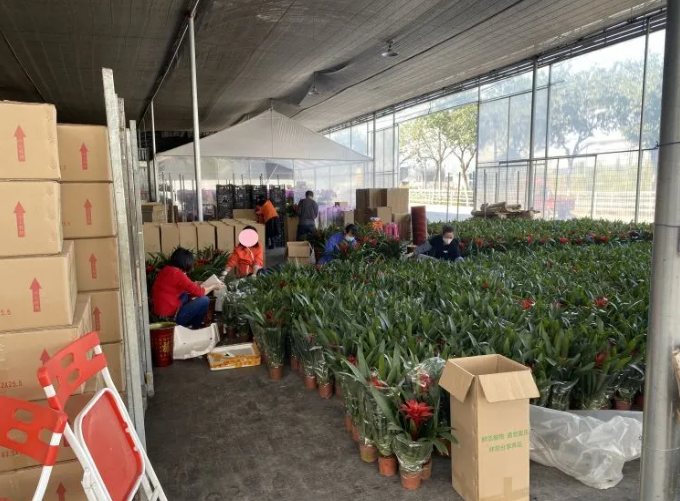 花市有望重开,“羊”城人行花街真系“唔使怕”? 花市有望重开,“羊”城人行花街真系“唔使怕”?