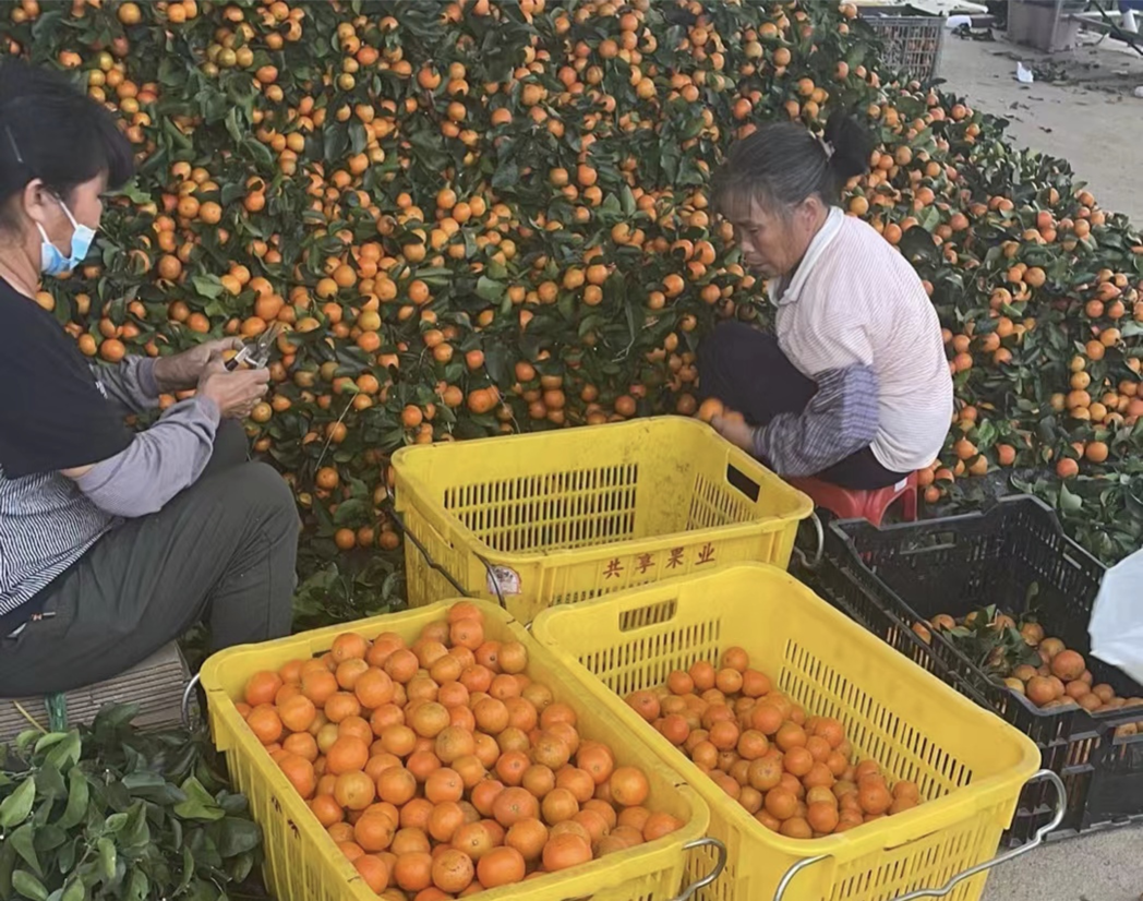 ▲位于广州从化的橘园里，果农们正在对砂糖橘进行选果和分级。拍摄：李静