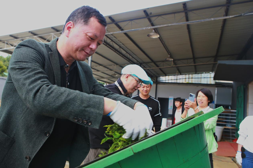 采风调研团媒体记者体验制茶（何华亮 摄）