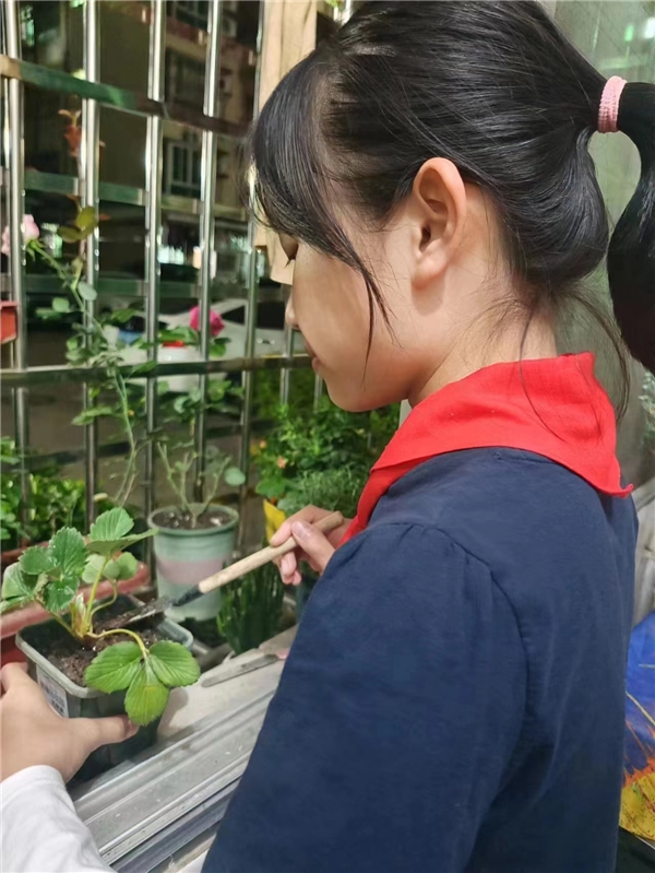 (图片说明:学生兑换“草莓苗”,迫不及待地将他们种植起来)