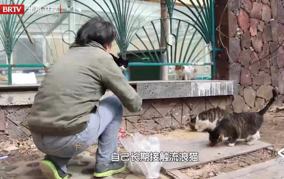 虐猫团伙预谋在广州公园下毒手，流浪猫命运如何？