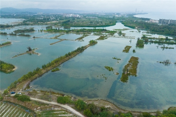 马爹利红树林保护第二项目点落地海南省三亚市铁炉港红树林保护区