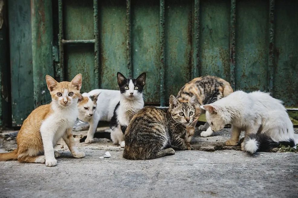 虐猫团伙预谋在广州公园下毒手，流浪猫命运如何？