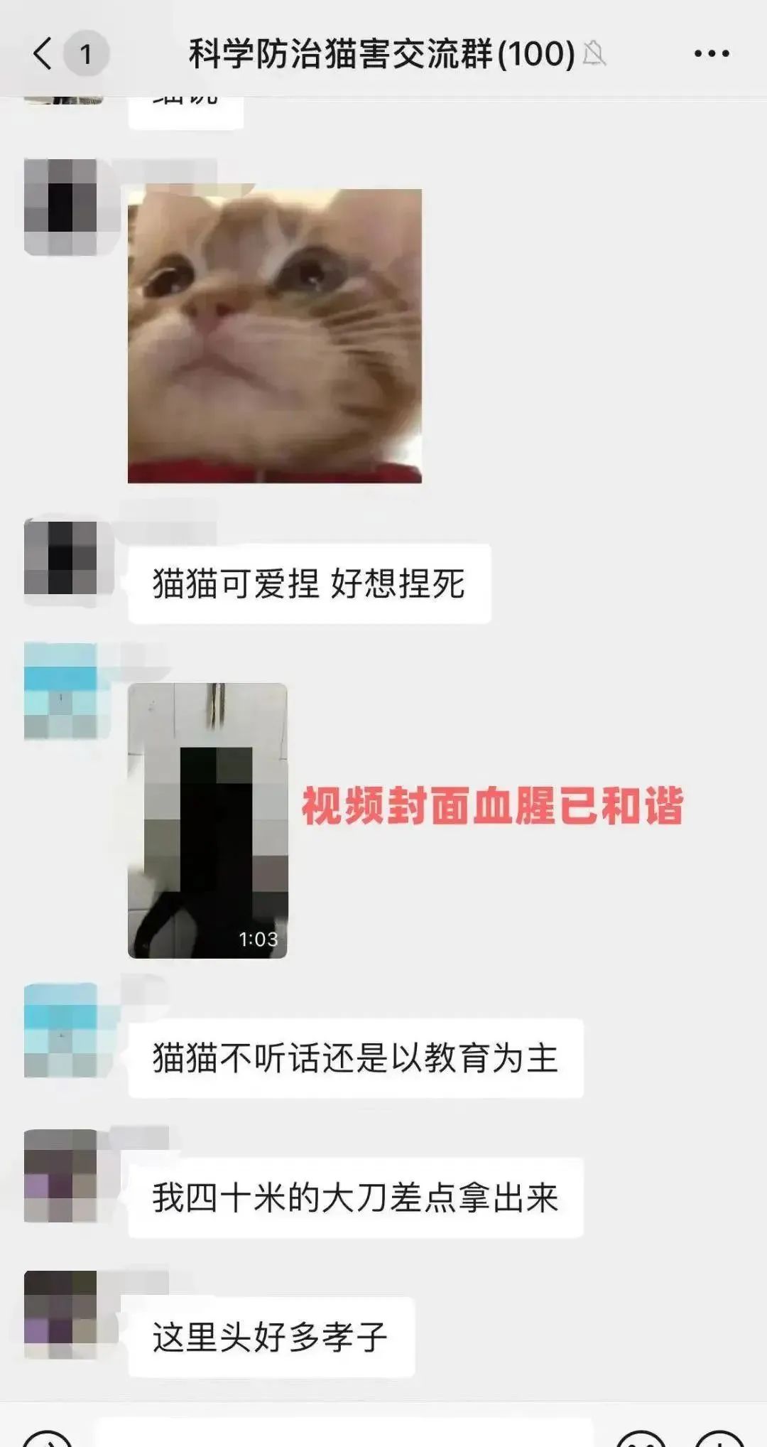 虐猫团伙预谋在广州公园下毒手，流浪猫命运如何？