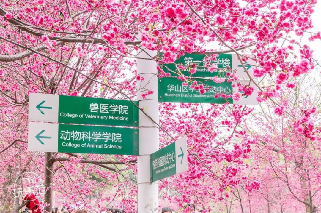 想进广东高校参观，还要花钱找黄牛？