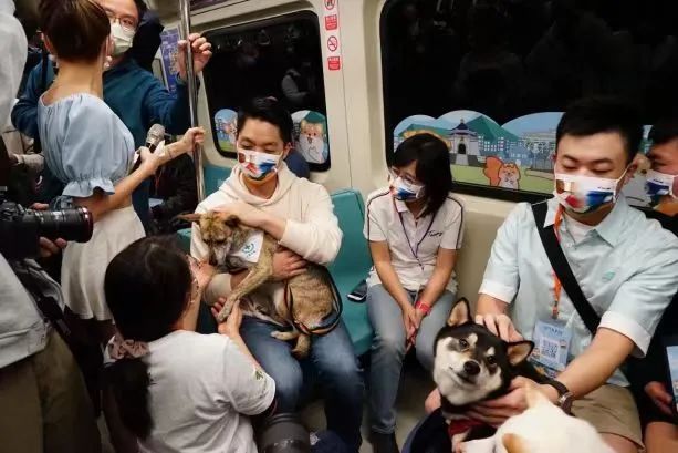 广东开通宠物专线,你愿意和猫狗同坐一车吗? 广东开通宠物专线,你愿意和猫狗同坐一车吗?