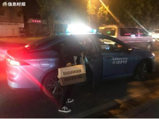 广东开通宠物专线,你愿意和猫狗同坐一车吗? 广东开通宠物专线,你愿意和猫狗同坐一车吗?